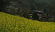 The decline of pressing mustard oil traditionally-