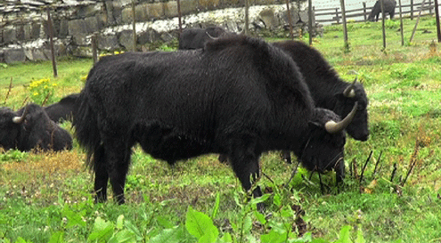 Livestock sector attempts reviving declining yak breeds - BBS | BBS