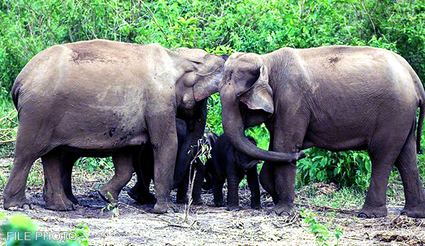 Bhutan loses about 900 truckloads of crops to wild animals annually