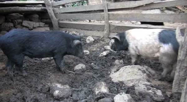 Farmers of Rookha revives age-old culture of rearing indigenous pigs - BBSCL