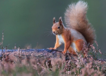 སྐྱེས་ལོ་ ༩༥ ལང་མི་ ཨཔ་སངས་རྒྱས་ཀྱིས་ ལོ་ཨ་རྟག་རང་ ཐིམ་ཕུག་ཚེས་བཅུ་མཇལ་བར་འོང་དོ་ཡོདཔ།