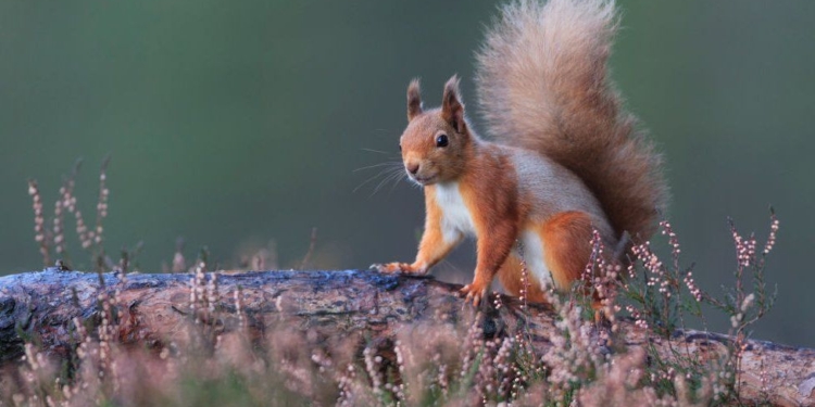 སྐྱེས་ལོ་ ༩༥ ལང་མི་ ཨཔ་སངས་རྒྱས་ཀྱིས་ ལོ་ཨ་རྟག་རང་ ཐིམ་ཕུག་ཚེས་བཅུ་མཇལ་བར་འོང་དོ་ཡོདཔ།