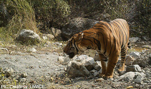 Tigers thriving at higher altitude- report reveals