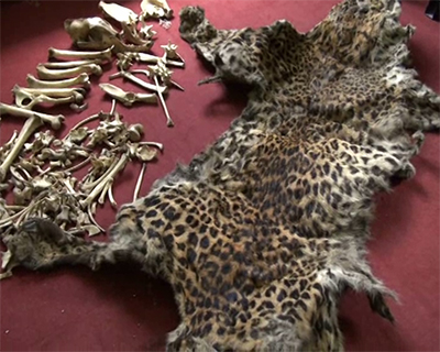 Men deny killing leopard for trade-