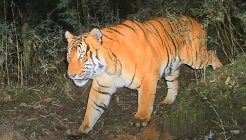 Number of tigers increases in Bhutan