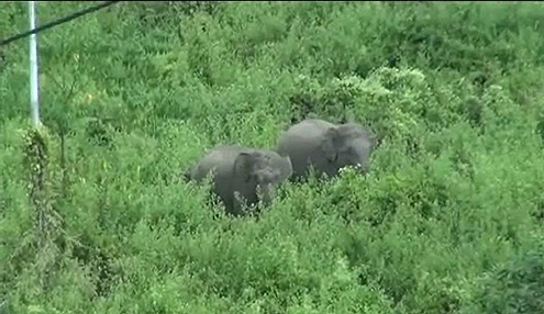 Herd of 23 elephants destroys acres of banana trees
