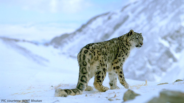 Number of snow leopard dwindles