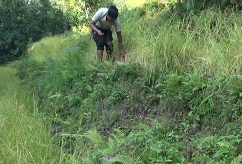 Wild animals damage crops in Tsirang