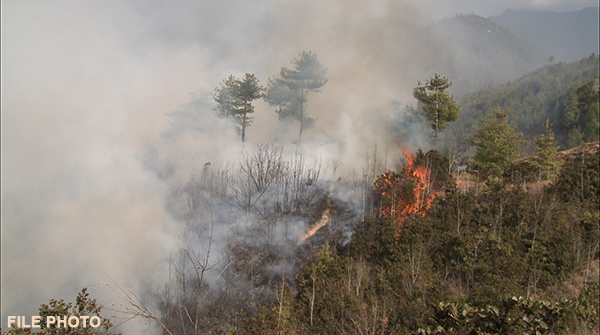 Drastic decline in forest fire incidences