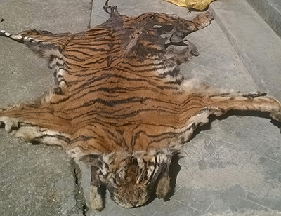 Four accused of killing tiger in custody