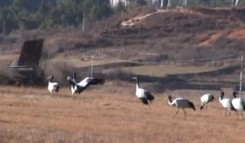 Constructions causing decline of Black-necked cranes, locals say