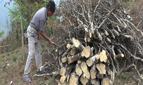 Dagana Dzongkhag to cut down 20,000 affected orange trees