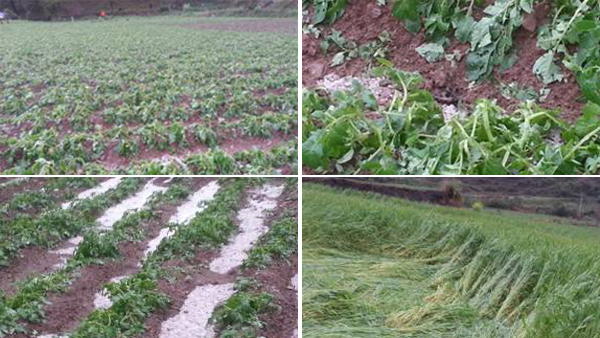 Hailstorm destroys crops in Wangdue Phodrang