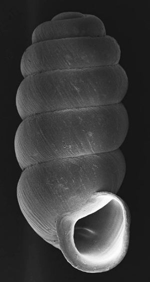New species of snail named Truncatellina Bhutanensis