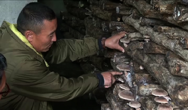 Locals in Paro pick up mushroom farming