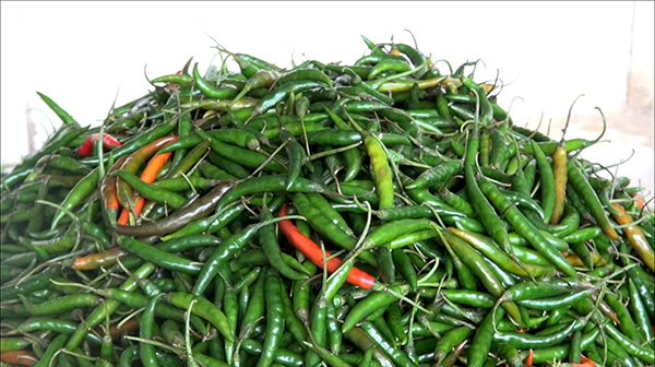 Import of chilies banned-