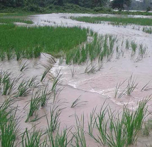paddy fields were submerged-Sarpang