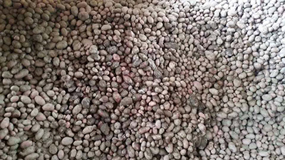 potatoes were damaged in Chapcha Shemagangkha