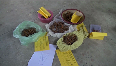Cordyceps auction in Paro disappoints both buyers and sellers--
