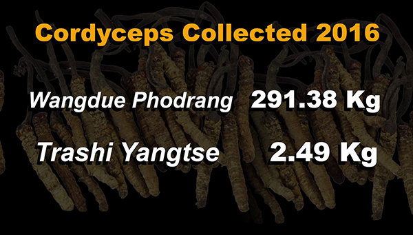 Cordyceps collection increases by almost two-fold