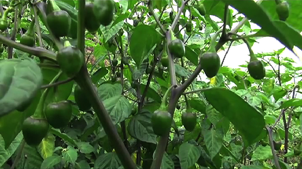 Hailstorm foils commercial production of cherry pepper in Lhuentse