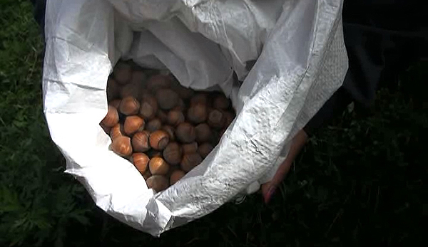 bhutan-to-begin-hazelnuts-export-next-year