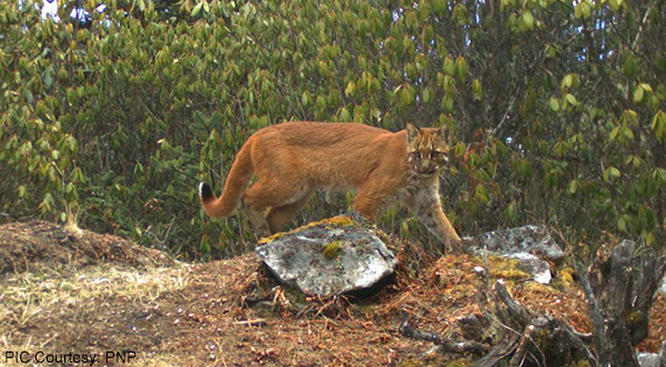 asiatic-golden-cat-sighted-at-a-record-altitude
