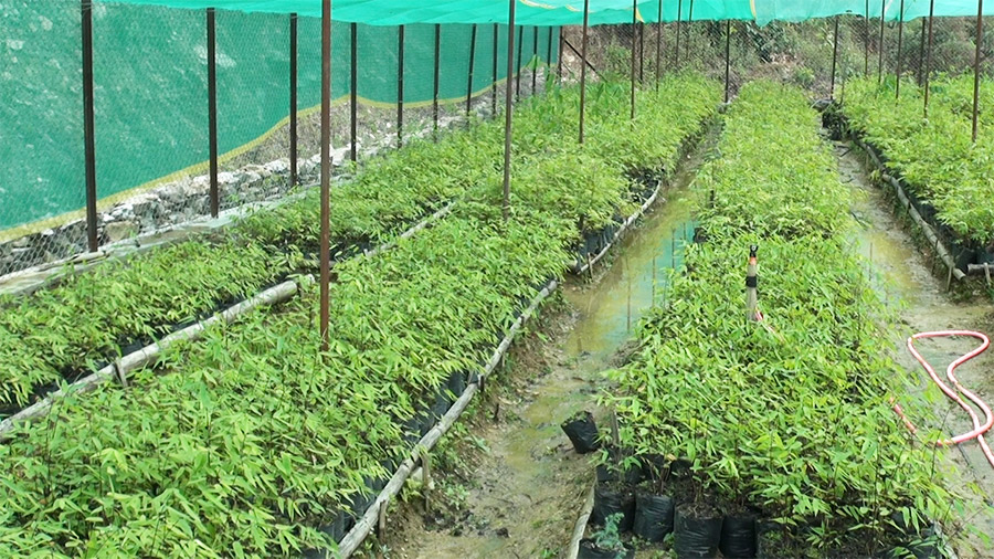 Tackling bamboo shortage through plantation in PasaphuPeydung Chiwog