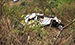 Two couples die in accident