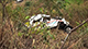 Two couples die in accident