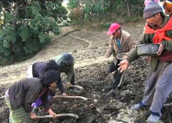 Farmers fear fall in potato harvest