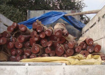 Gyalpoizhing Forest Range intercepts illegal sandalwood