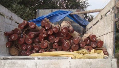 sandalwood-Monggar