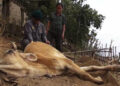 Unknown disease kills cattle in Samdrup Jongkhar