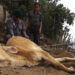 Unknown disease kills cattle in Samdrup Jongkhar