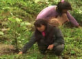 Farmers in Bumthang switching to hazelnut