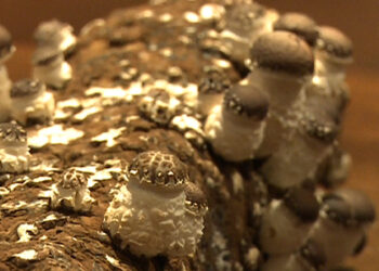 Shitake mushroom to be grown in Bhutan