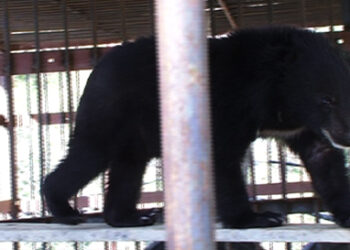 Wildlife Clinic and Laboratory rescues wild animals