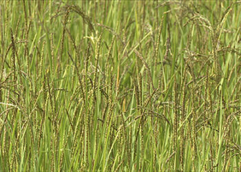 Agriculture ministry doubtful of food import figures