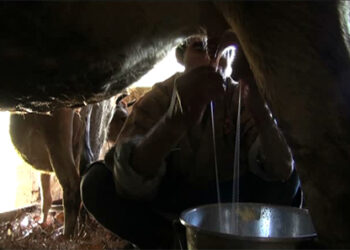 Dairy groups struggling to stay afloat