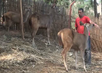 Wild animals losing habitat