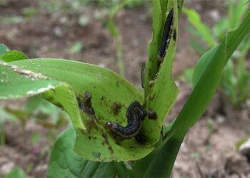 Armyworms invade Trongsa