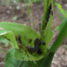 Armyworms invade Trongsa