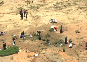 Bhutan to attempt Guinness Book Record by planting 50,000 saplings