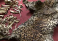 Men deny killing leopard for trade