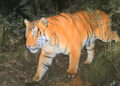 Number of tigers increases in Bhutan