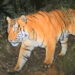 Number of tigers increases in Bhutan