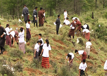 Scores of youth take part in tree plantation