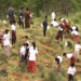 Scores of youth take part in tree plantation