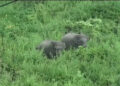 Herd of 23 elephants destroys acres of banana trees